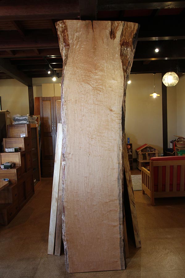 天然木 神奈川県 海老名店展示 カエデ材 一枚板 テーブル用天板 セール
